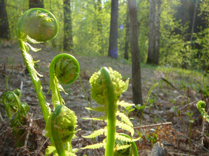 Features of the structure of the common bracken fern