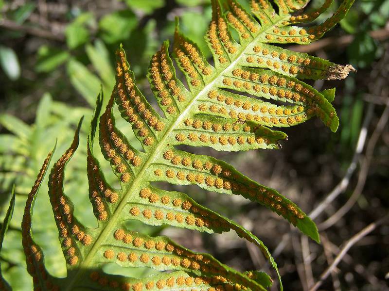 Description of breeding methods for common bracken fern