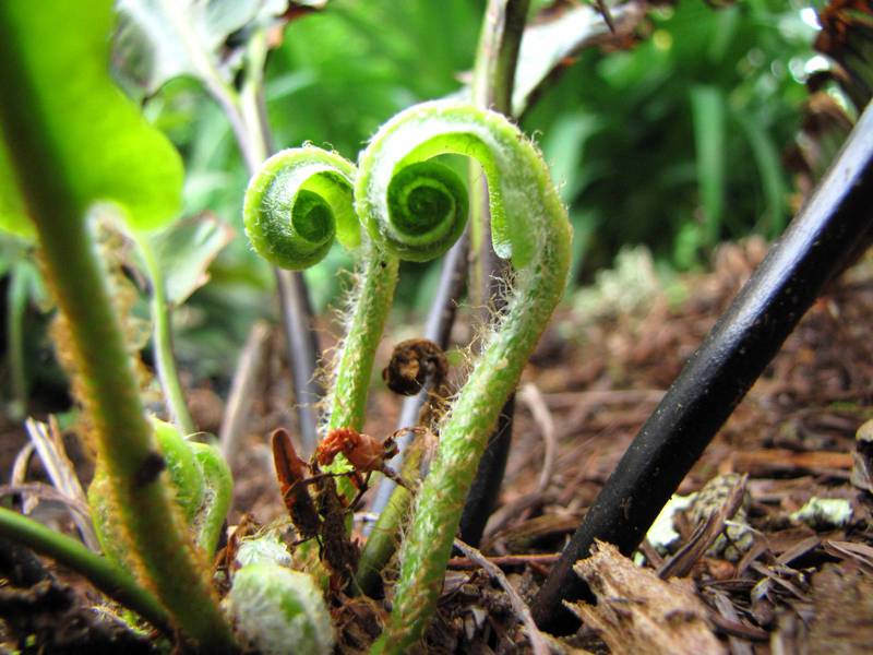 Nuances of the vegetative breeding method of the common bracken fern