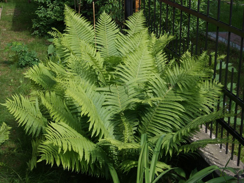 Growth features of the common bracken fern