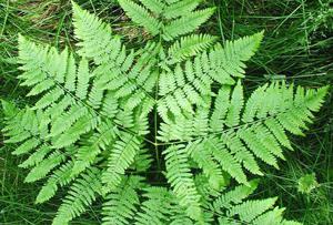 Theories of the appearance of the name of the common bracken fern