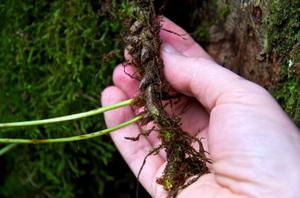 Medicinal properties of common bracken