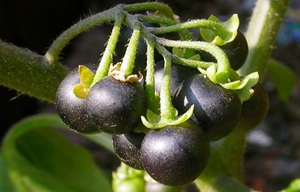 Medicinal plants