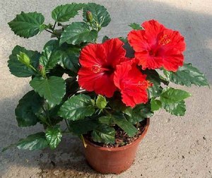 Growing hibiscus