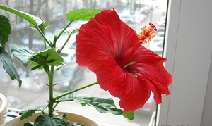 Proper care of indoor hibiscus