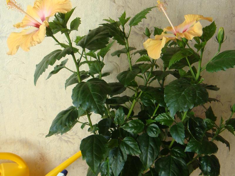 How to make hibiscus bloom