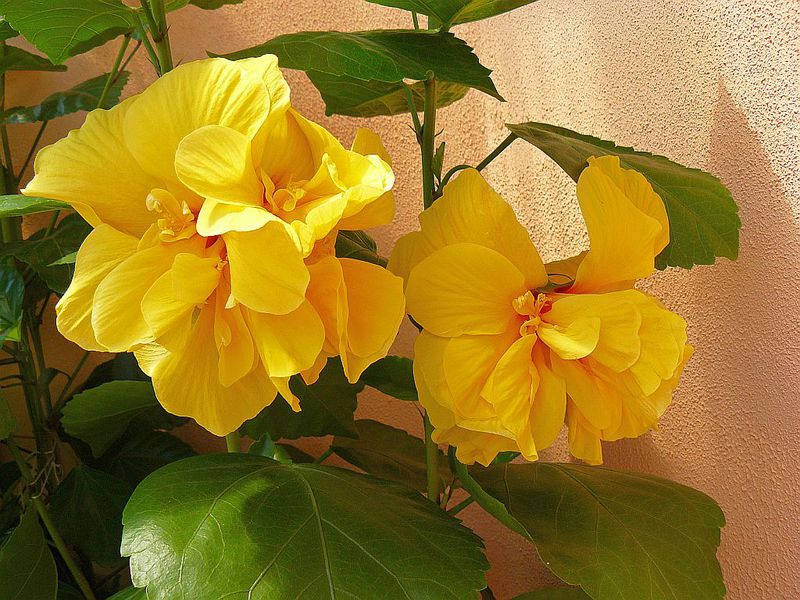 Rules for caring for hibiscus