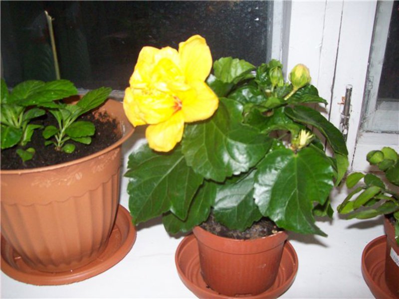 Hibiscus variety