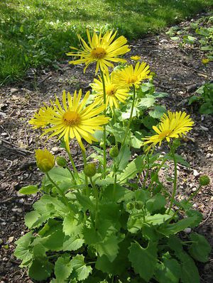 Doronicum planting rules