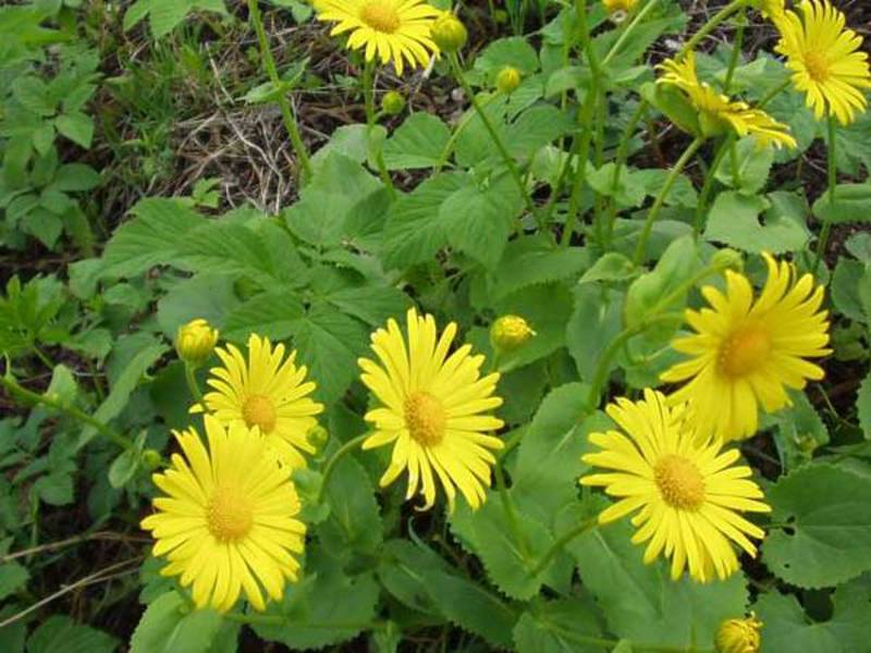 Eastern Doronicum