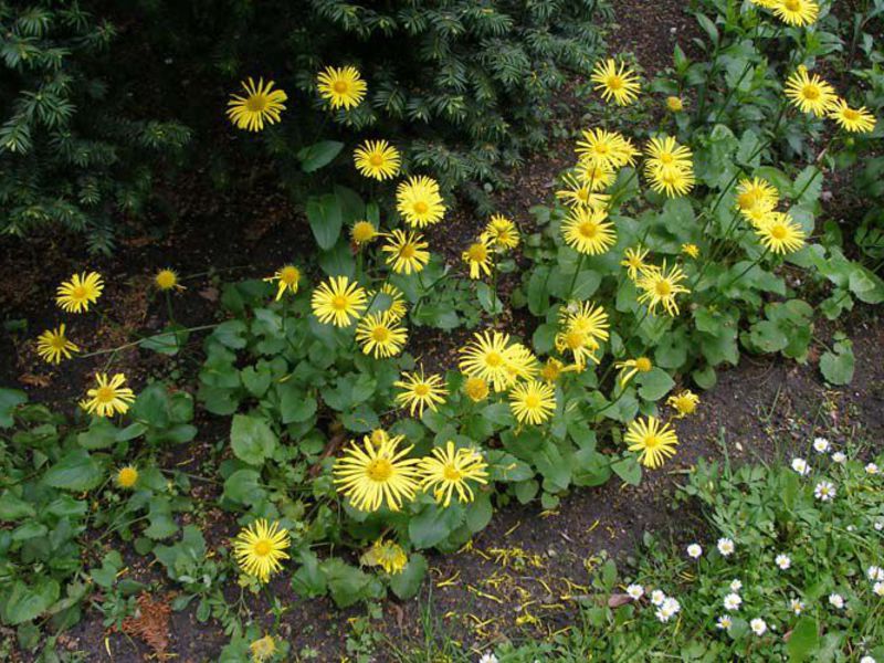 Doronicum - a little sun in your garden