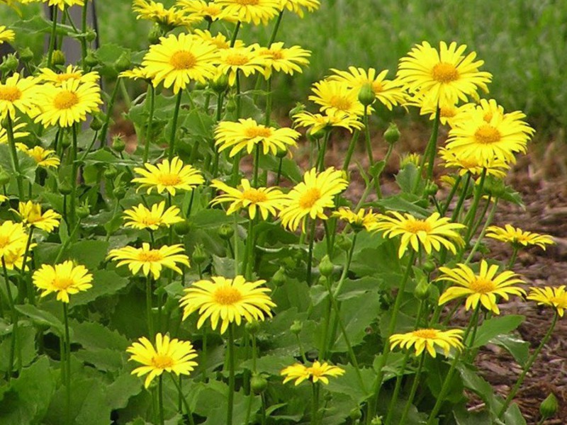 What does doronicum flowering look like?