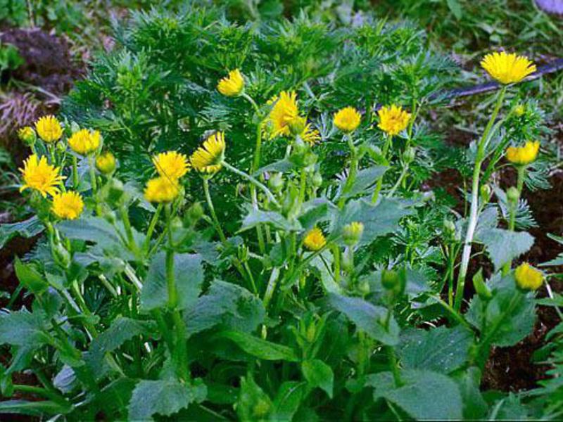 How to properly water doronicum