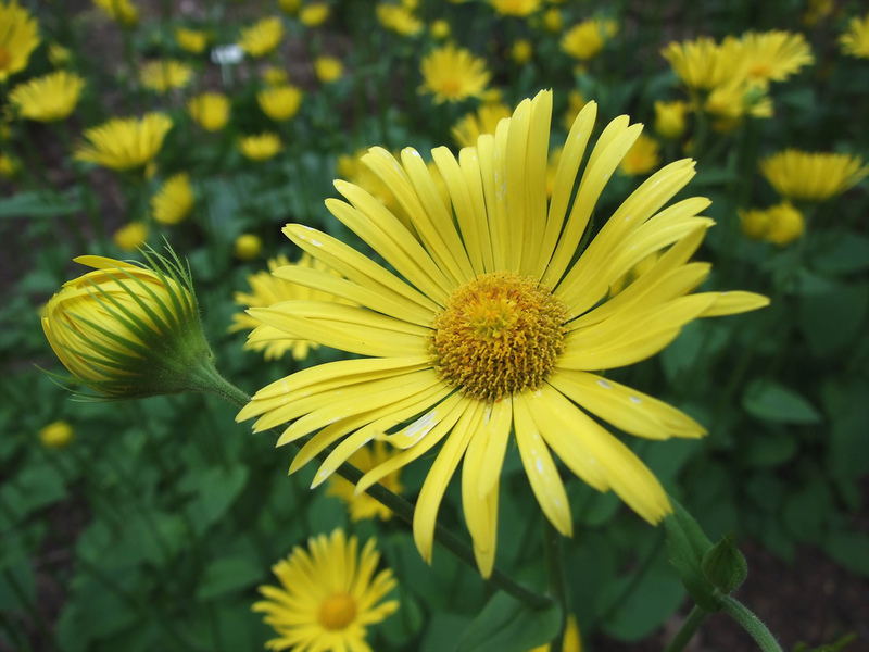 Varieties of flower doronicum