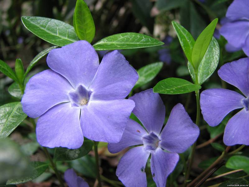 Description of the periwinkle flower