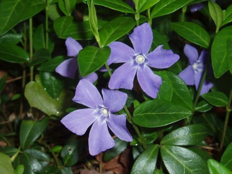 Periwinkle