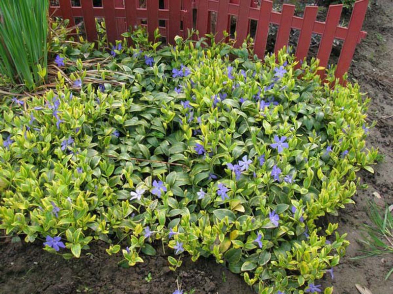 Blooming periwinkle