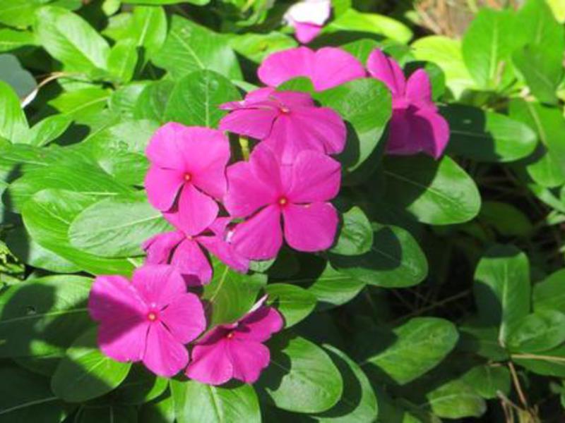 General features of growing periwinkle