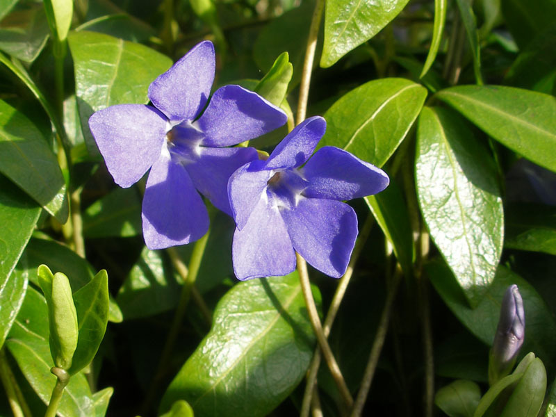 Varieties and varieties of periwinkle