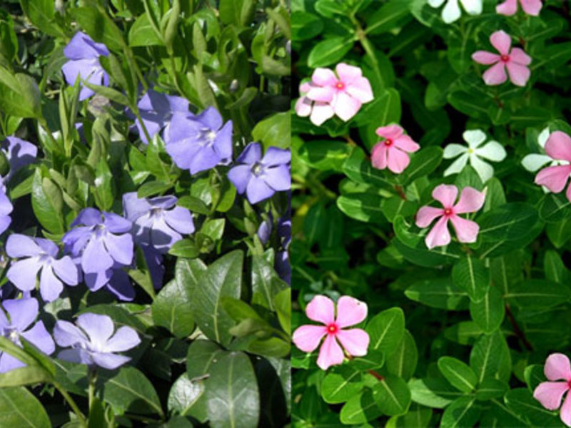 Periwinkle flower variety