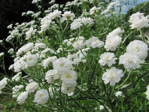 Gypsophila care rules