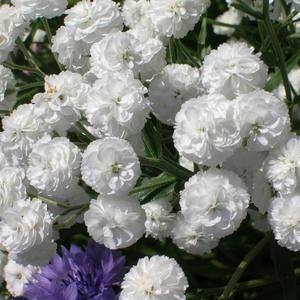 Gypsophila long-term cultivation and care