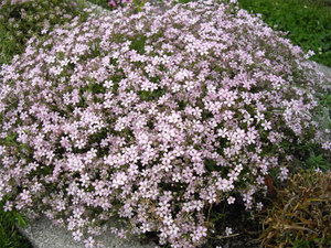 Where to plant gypsophila