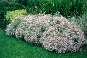 Who can harm the growth of gypsophila