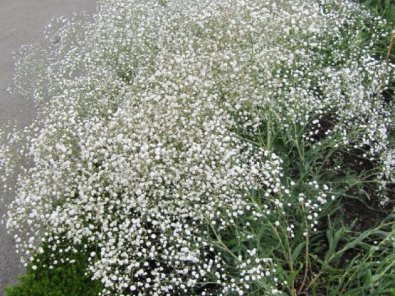 Small flowers of gypsophila