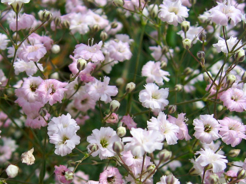 Types of gypsophila