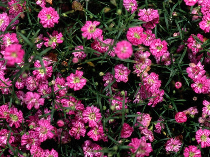 Gypsophila long-term cultivation and care