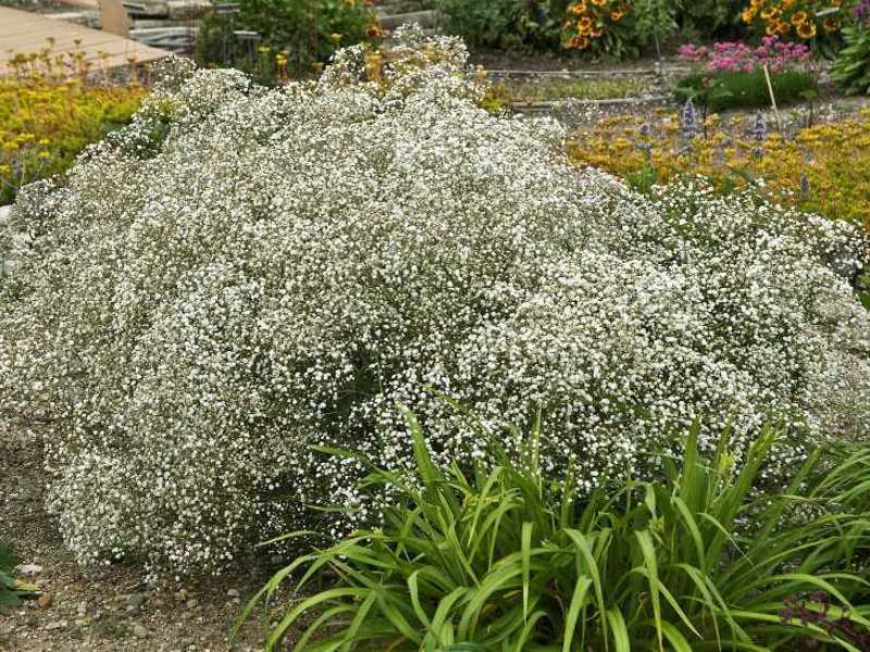 Garden decoration with gypsophila