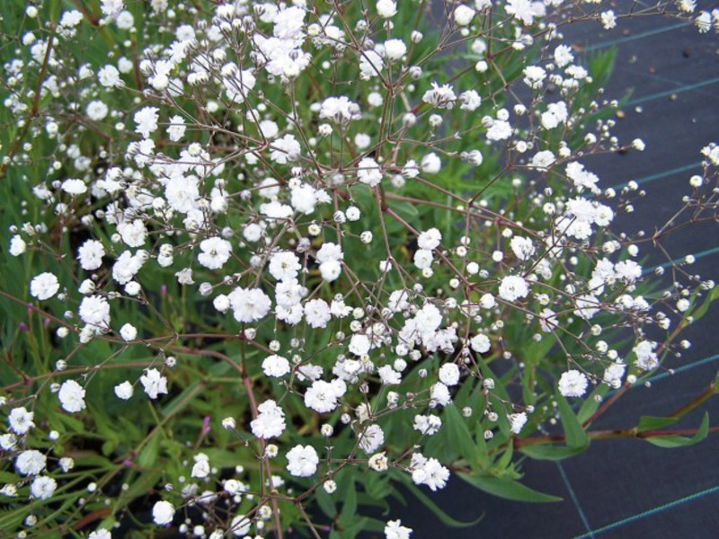 Types of gypsophila