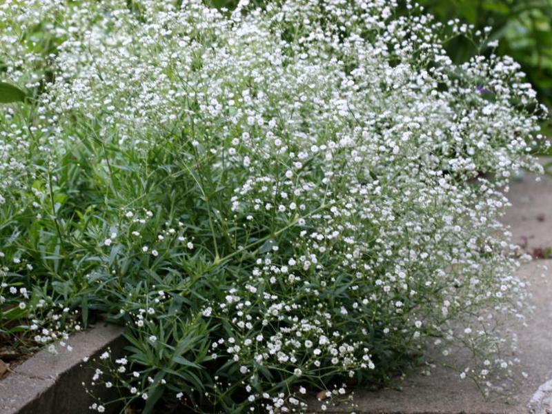 Features of the gypsophila flower