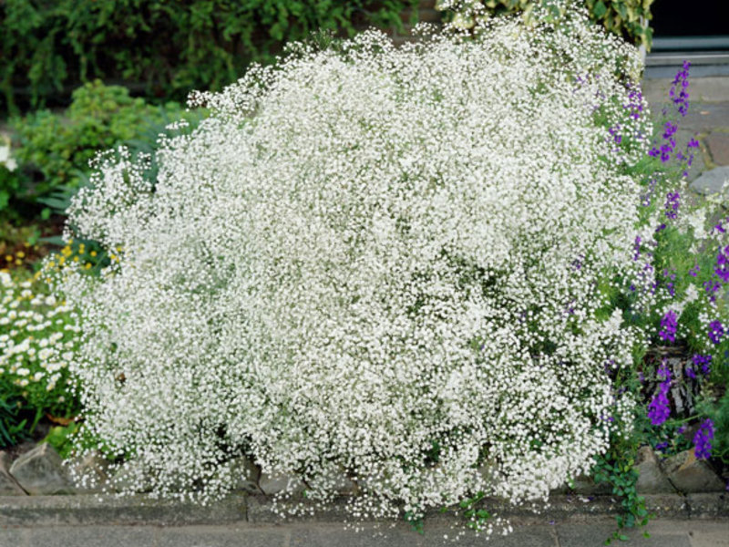 Watering gypsophila