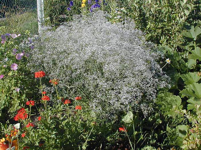 How is gypsophila used