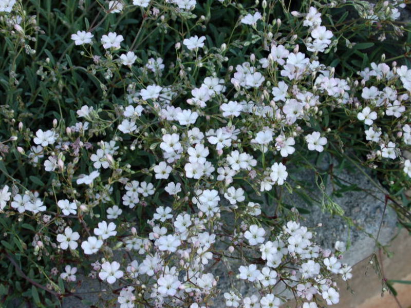 How the gypsophila plant is used