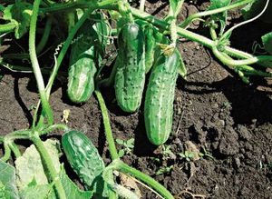 How to care for cucumbers