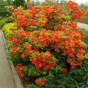 Cold-resistant rhododendrons