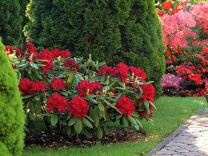 How to grow rhododendrons