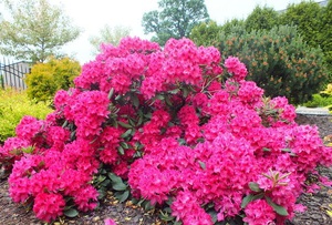 Varieties of rhododendrons