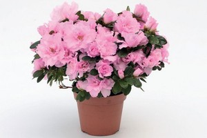 How to grow azalea