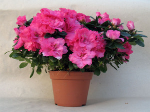 Description of the azalea plant