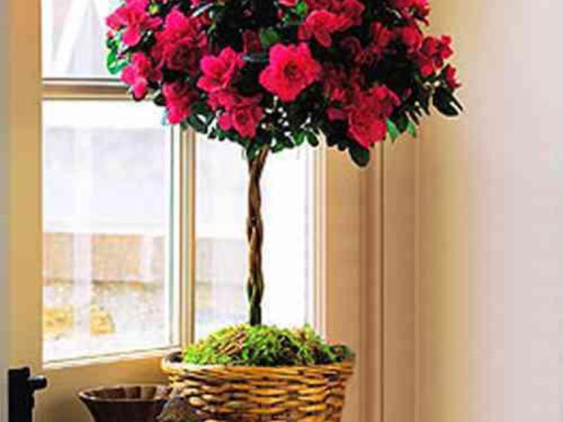 What care do azalea flowers need