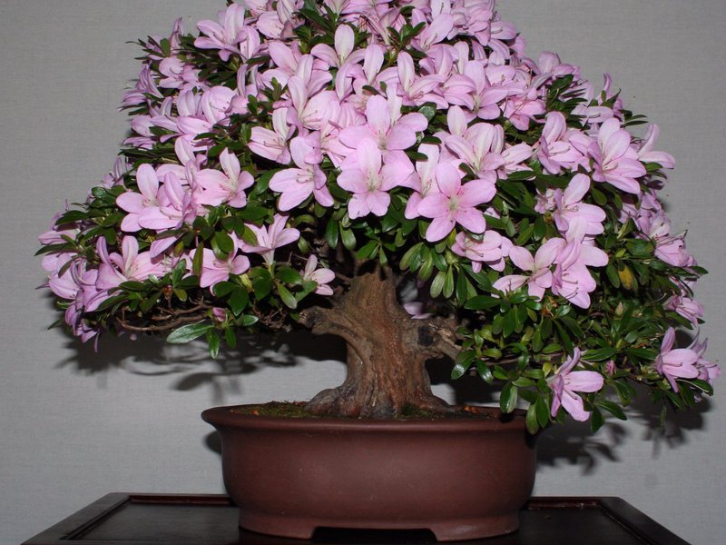 Why azalea does not bloom