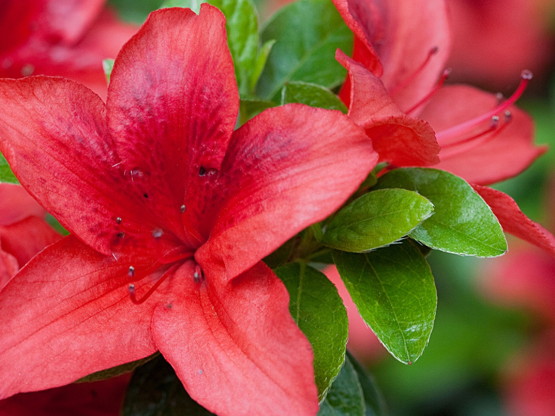 How to grow an azalea