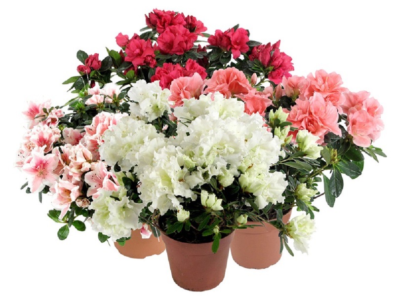 Characteristics of types of indoor flowers azaleas