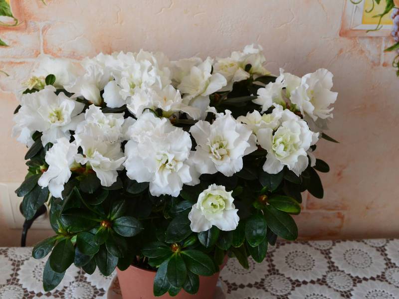 Variety of shapes and colors of indoor Indian azaleas