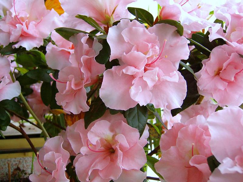 Characteristics of indoor Japanese azaleas