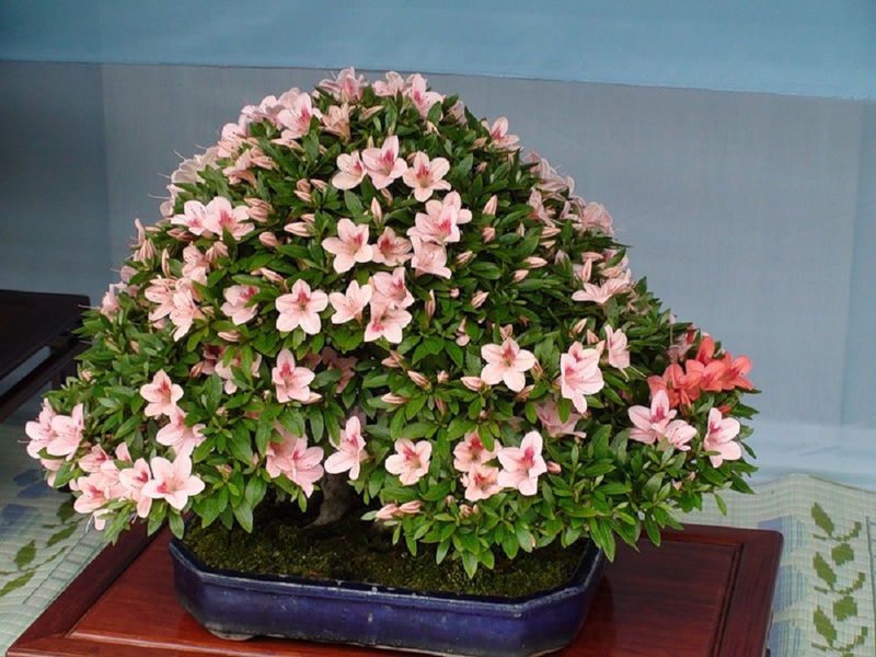 The benefits and popularity of Japanese indoor azaleas